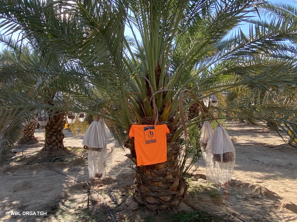  Dattelplantage  2 