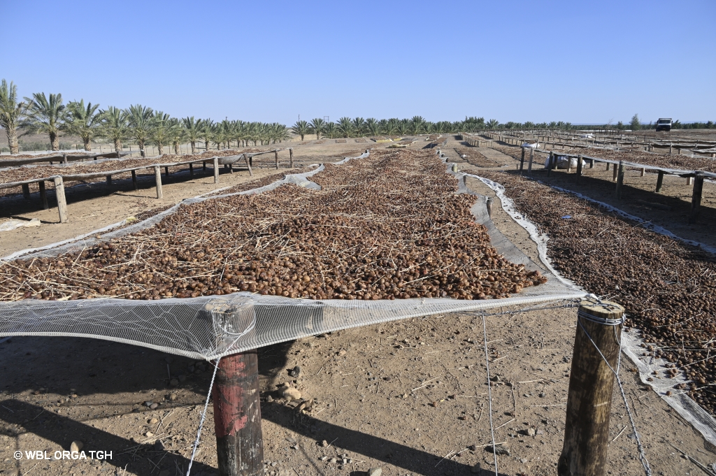  Dattelplantage  3 