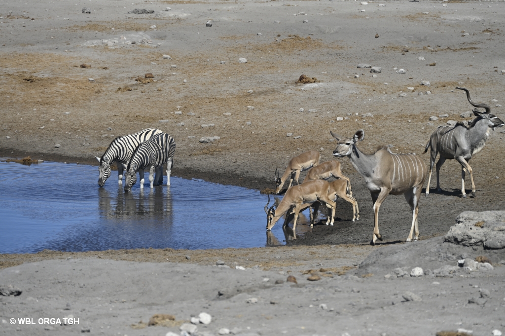 Etosha 8