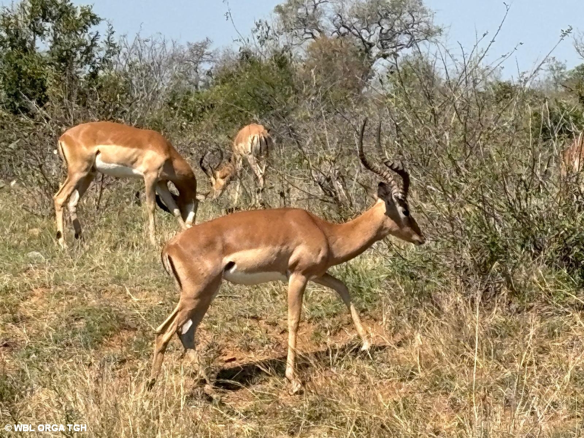 Lesotho  3 